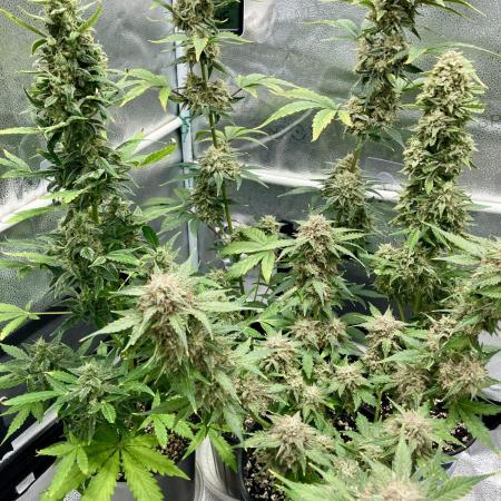 🍓🍰🤨🌿🍑🍪🍎