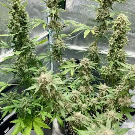 🍓🍰🤨🌿🍑🍪🍎