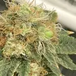 🥊🐐☕️🦍🍪🦍⛽️