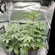 🥊🥧🍧🐐☕️🐓🔩🍌