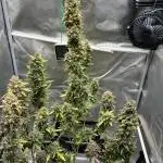 🍓🍰🤨🌿🍑🍪🍎