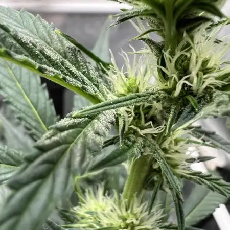 🍓🍰🍌🍆🥊🤨🌿🍑🍪🍎