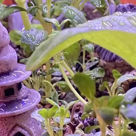 🍓🍰🍌🍆🥊🤨🌿🍑🍪🍎