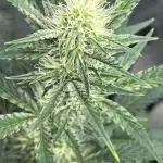 🍓🍰🍌🍆🥊🤨🌿🍑🍪🍎
