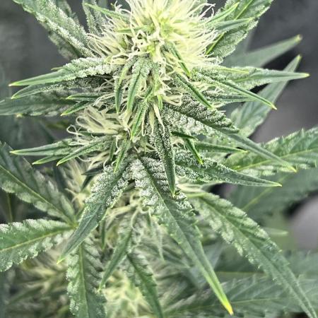 🍓🍰🍌🍆🥊🤨🌿🍑🍪🍎