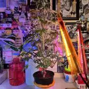 🥊🥧🍧🐐☕️🐓🔩🍌