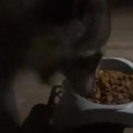 🎃🧛‍♂️😈💀🎃