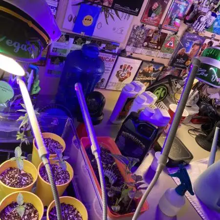 🎃🧛‍♂️😈🍌🤛🎃
