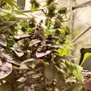 🥊🥧🍧🐐☕️🐓🔩🍌