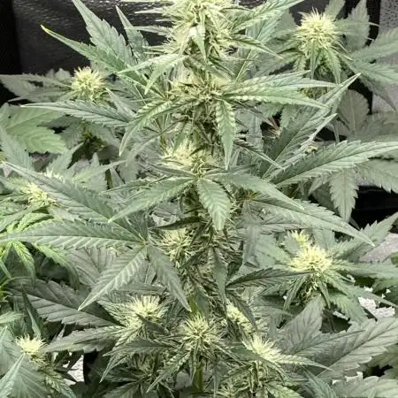🍓🍰🍌🍆🥊🤨🌿🍑🍪🍎