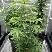 🎃🧛‍♂️😈💀🎃 '25