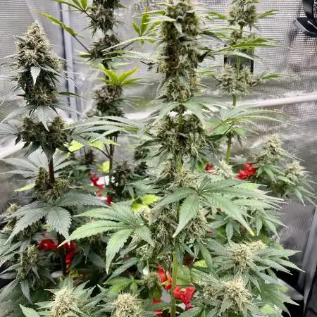 🎃🧛‍♂️😈💀🎃