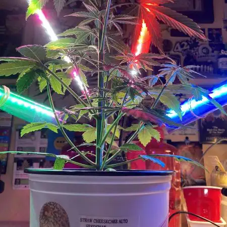 🍓🍰🤨🌿🍑🍪🍎
