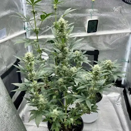 🍓🍰🤨🌿🍑🍪🍎