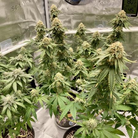 🥊🐐☕️🦍🍪🦍⛽️