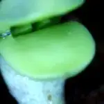 🎃🧛‍♂️😈🍌🤛🎃