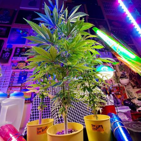 🎃🧛‍♂️😈💀🎃