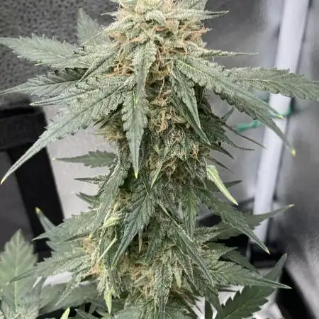🌿🔱 OG Triploid Auto: Humboldt Seed