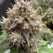 🔥📦RF3 AUTO by Fast Buds