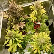 🎃🧛‍♂️😈💀🎃