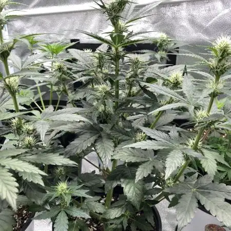 🍓🍰🍌🍆🥊🤨🌿🍑🍪🍎