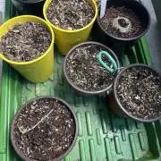 Curiosity Killed the Cat