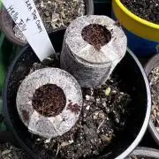 Curiosity Killed the Cat