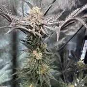 Bloom Tester