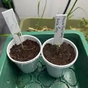 Curiosity Killed the Cat