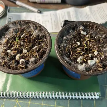 Bloom Tester