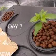 1st grow diaries diary