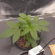 1st grow diaries diary