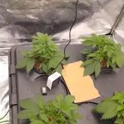 1st grow diaries diary