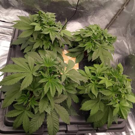 1st grow diaries diary