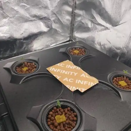 1st grow diaries diary