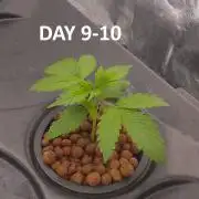 1st grow diaries diary