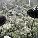 RQS Green Gelato