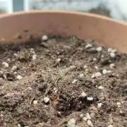 3rd round scrog attempt