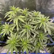 ThraxOrWax