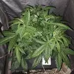 Gorilla Zkittlez Auto DWC 42L 