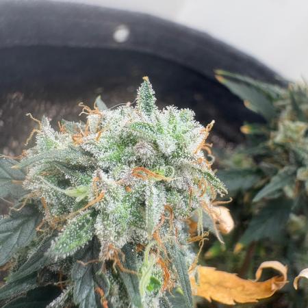 Grapefruit auto/wedding cheesecake auto