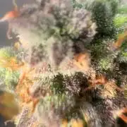 Grapefruit auto/wedding cheesecake auto