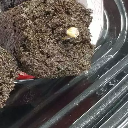 Exotic Strain