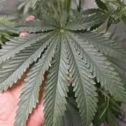 Strawberry Cadillac-Strng Seeds