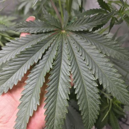 Strawberry Cadillac-Strng Seeds