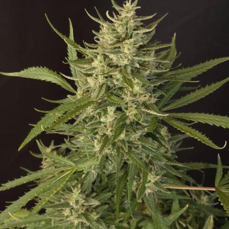 Tropicana Poison XL auto