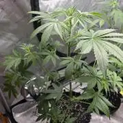 Sunset Sherbet auto