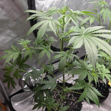 Sunset Sherbet auto