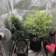 Hey Abby - SeedSupreme