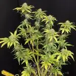 White LSD Auto